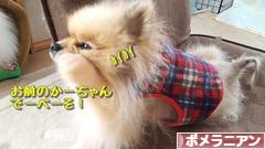 にほんブログ村 犬ブログ ポメラニアンへ