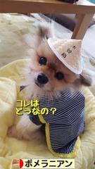 にほんブログ村 犬ブログ ポメラニアンへ