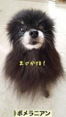 にほんブログ村 犬ブログ ポメラニアンへ