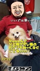 にほんブログ村 犬ブログ ポメラニアンへ