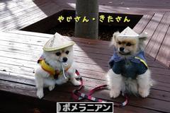 にほんブログ村 犬ブログ ポメラニアンへ