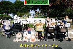 にほんブログ村 犬ブログ ポメラニアンへ