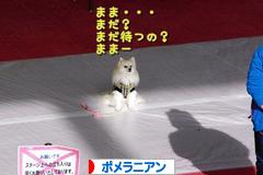 にほんブログ村 犬ブログ ポメラニアンへ
