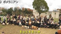 にほんブログ村 犬ブログ ポメラニアンへ