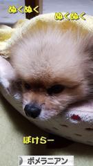 にほんブログ村 犬ブログ ポメラニアンへ