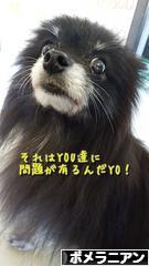 にほんブログ村 犬ブログ ポメラニアンへ