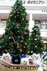 にほんブログ村 犬ブログ ポメラニアンへ