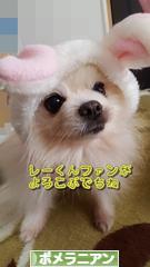 にほんブログ村 犬ブログ ポメラニアンへ