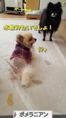 にほんブログ村 犬ブログ ポメラニアンへ