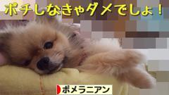 にほんブログ村 犬ブログ ポメラニアンへ