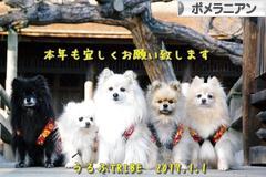 にほんブログ村 犬ブログ ポメラニアンへ