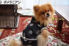 にほんブログ村 犬ブログ ポメラニアンへ
