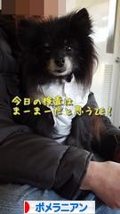 にほんブログ村 犬ブログ ポメラニアンへ