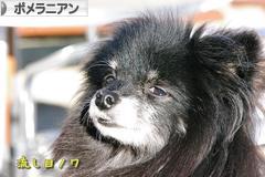 にほんブログ村 犬ブログ ポメラニアンへ