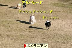 にほんブログ村 犬ブログ ポメラニアンへ