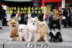 にほんブログ村 犬ブログ ポメラニアンへ