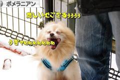 にほんブログ村 犬ブログ ポメラニアンへ