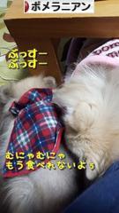 にほんブログ村 犬ブログ ポメラニアンへ