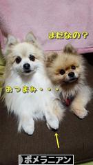 にほんブログ村 犬ブログ ポメラニアンへ