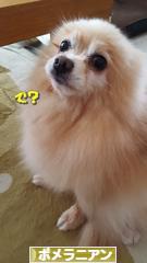 にほんブログ村 犬ブログ ポメラニアンへ