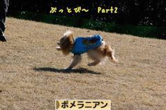 にほんブログ村 犬ブログ ポメラニアンへ