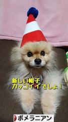 にほんブログ村 犬ブログ ポメラニアンへ