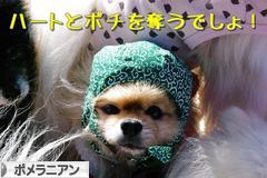 にほんブログ村 犬ブログ ポメラニアンへ