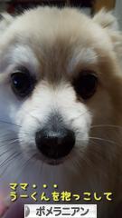 にほんブログ村 犬ブログ ポメラニアンへ