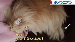 にほんブログ村 犬ブログ ポメラニアンへ