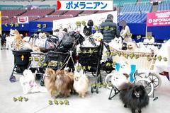 にほんブログ村 犬ブログ ポメラニアンへ