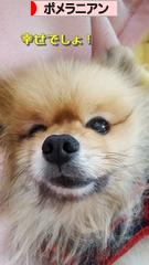 にほんブログ村 犬ブログ ポメラニアンへ