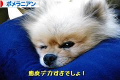 にほんブログ村 犬ブログ ポメラニアンへ