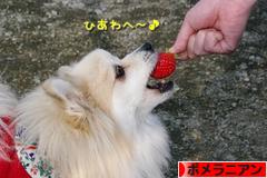 にほんブログ村 犬ブログ ポメラニアンへ