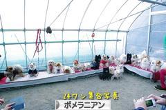 にほんブログ村 犬ブログ ポメラニアンへ