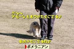 にほんブログ村 犬ブログ ポメラニアンへ
