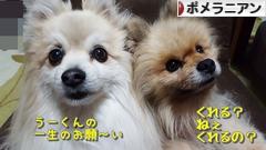 にほんブログ村 犬ブログ ポメラニアンへ