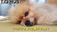 にほんブログ村 犬ブログ ポメラニアンへ