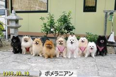 にほんブログ村 犬ブログ ポメラニアンへ