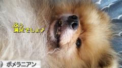 にほんブログ村 犬ブログ ポメラニアンへ