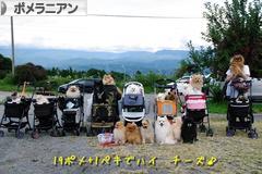 にほんブログ村 犬ブログ ポメラニアンへ