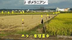 にほんブログ村 犬ブログ ポメラニアンへ