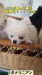 にほんブログ村 犬ブログ ポメラニアンへ