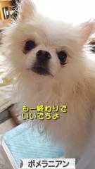 にほんブログ村 犬ブログ ポメラニアンへ