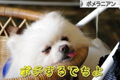 にほんブログ村 犬ブログ ポメラニアンへ