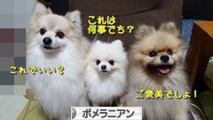 にほんブログ村 犬ブログ ポメラニアンへ