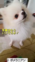 にほんブログ村 犬ブログ ポメラニアンへ