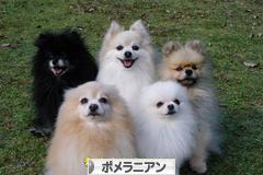 にほんブログ村 犬ブログ ポメラニアンへ