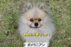 にほんブログ村 犬ブログ ポメラニアンへ