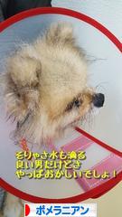 にほんブログ村 犬ブログ ポメラニアンへ