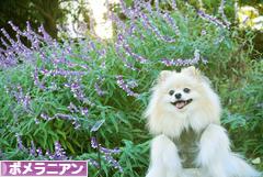 にほんブログ村 犬ブログ ポメラニアンへ